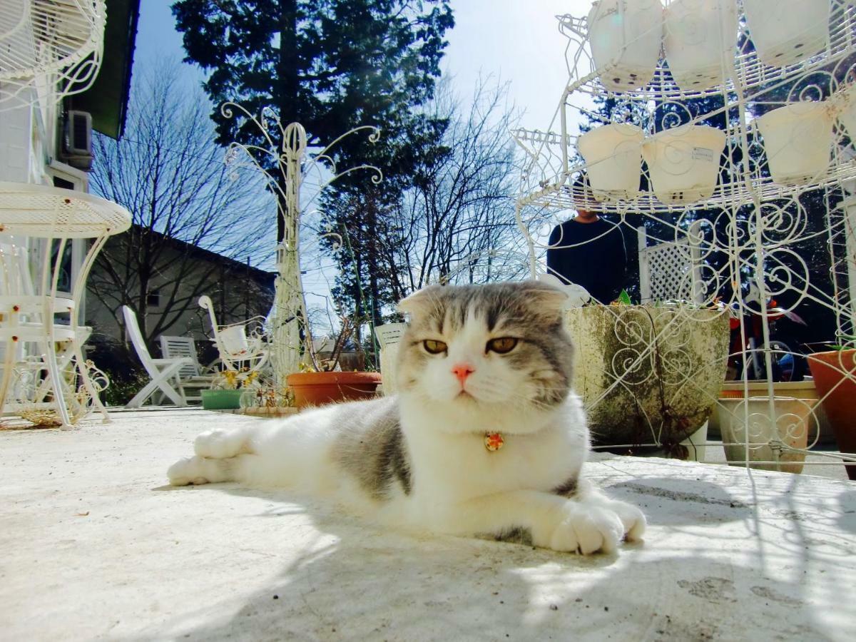 Mt Fuji Cat&Dog&Spa Pension Blue Poppy Fujikawaguchiko Eksteriør billede